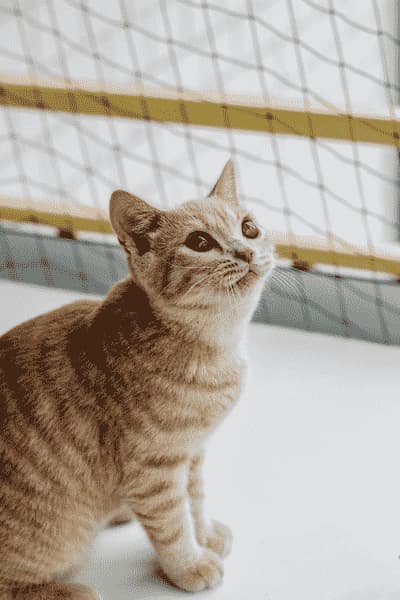 13 Amazing Cats That Look Like Tigers And Leopards Chausie