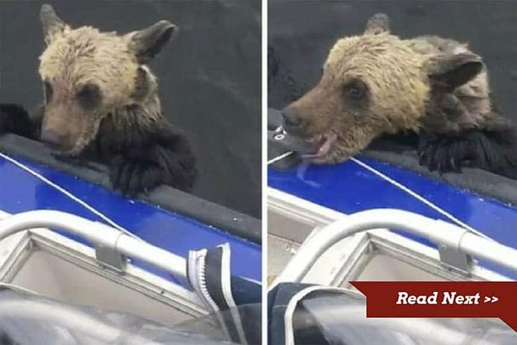 These Cute Bear Cubs Were In Big Trouble But Brave Fishermen Came To The Rescue These cute and needy bear cubs need help but how to get them on board?