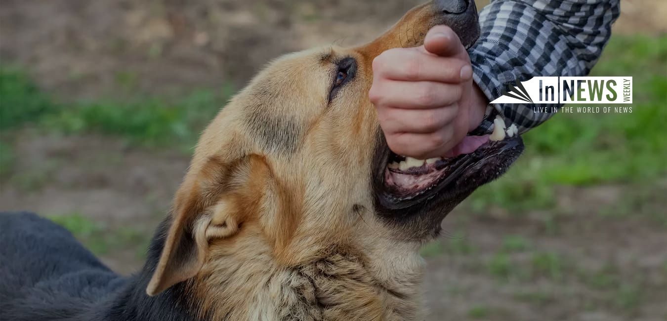 Dog Bites